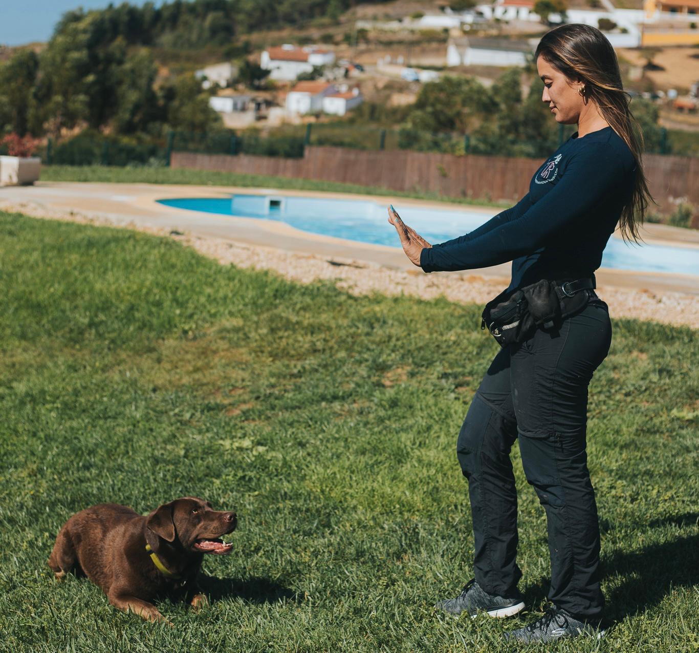7 Erros Comuns no Treino de Cães (E Como Corrigi-los com Sucesso)
