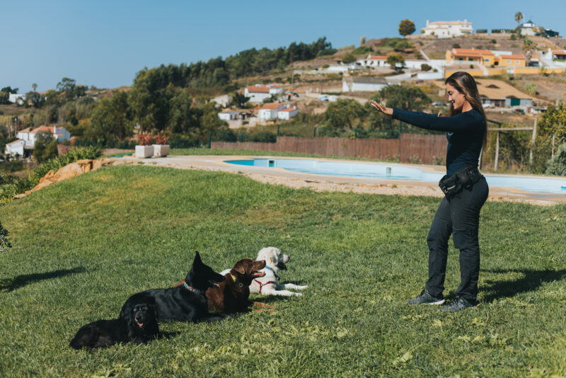 Existem 2 tipos de treino canino: qual o teu cão precisa?