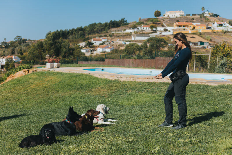 O seu cão não te obedece? Saiba porquê!