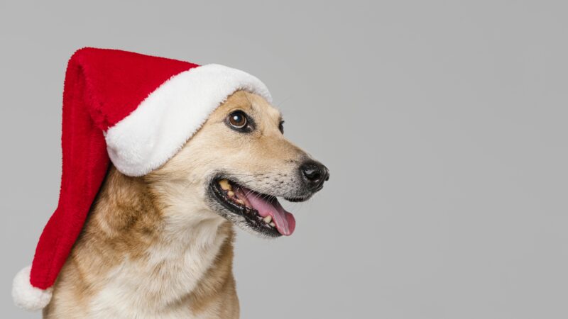Alimentos de Natal que o Seu Cão Pode Comer com Segurança