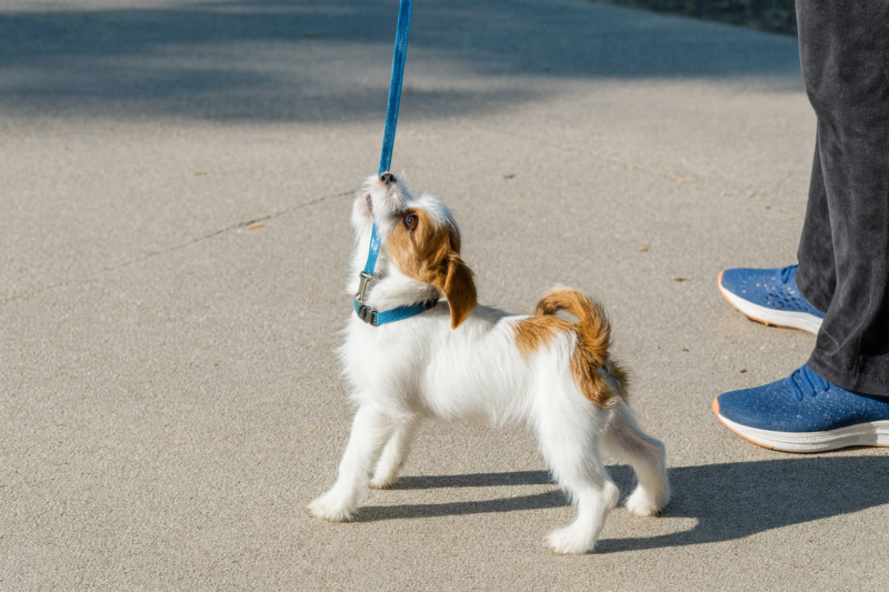 Existem 2 tipos de treino canino: qual o teu cão precisa?